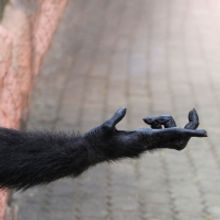 American Lyric Theater to Present THE OPPOSABLE THUMB