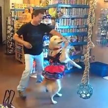 Las Vegas Magician Murray SawChuck Guests Stars This Week on World's Funniest Animals