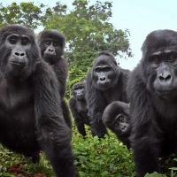 NATURE: SPY IN THE WILD 2 to Premiere on PBS