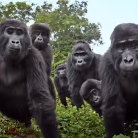 NATURE: SPY IN THE WILD 2 to Premiere on PBS