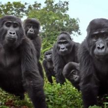 NATURE: SPY IN THE WILD 2 to Premiere on PBS