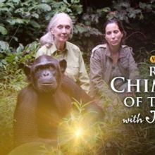 CuriosityStream Celebrates World Chimpanzee Day With July 14th Premiere of Original New Series