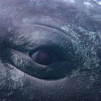 The Shed to Present North American Premiere of Wu Tsang's MOBY DICK; OR, THE WHALE
