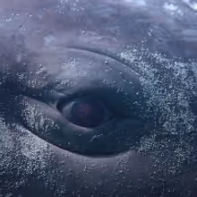 The Shed to Present North American Premiere of Wu Tsang's MOBY DICK; OR, THE WHALE