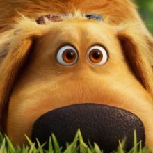 Disney+ Releases Trailer for Pixar's DUG DAYS