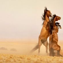 SplitMoon Theatre Performs DESERT POET at The Cockpit, London