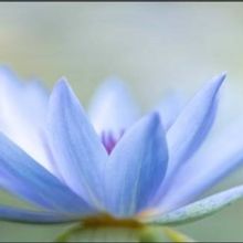 Elmer Iseler Singers Perform World Premiere of 'Om Saha Nāvavatu' By Timothy Corlis