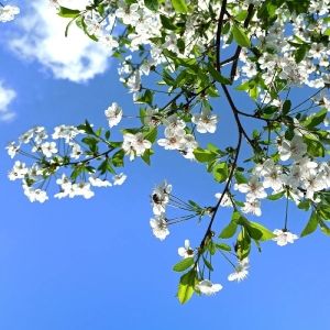 Student Blog: 8 Musical Theatre Songs That GIVE Spring Vibes