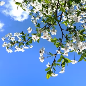 Student Blog: 8 Musical Theatre Songs That GIVE Spring Vibes