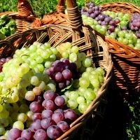 TUSCAN RED WINES-Wonderful Summer Selections