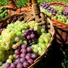  TUSCAN RED WINES-Wonderful Summer Selections