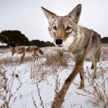 National Geographic And TOArts Present Filipe DeAndrade, Wildlife Filmmaker