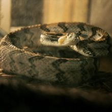 ALABAMA SNAKE Premieres on HBO Dec. 9