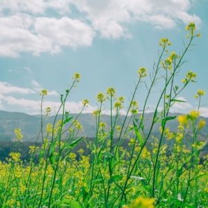 Student Blog: Taking a Breath: How I Recover from Burnout