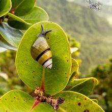 New Plays For Young Audiences to Present WHORLED AWAY