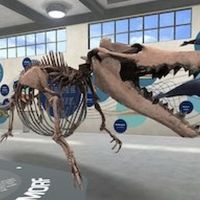 New 3D Exhibit By University of Michigan Museum Of Natural History Offers Up-Close…