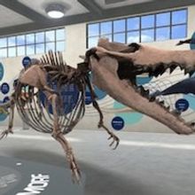 New 3D Exhibit By University of Michigan Museum Of Natural History Offers Up-Close En