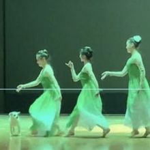 VIDEO: Stray Dog Interrupts Student Dance Rehearsal in China