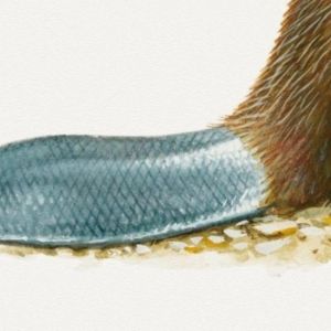 Author Leila Philip to Discuss Best-Selling Book BEAVERLAND at the Seaport Museum