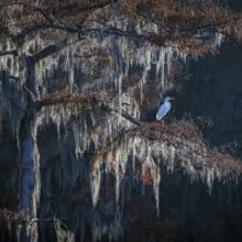 North Texas Asian Photographers To Exhibit At Eisemann Center