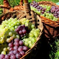 Organic SICILIAN WINES Represent the Beautiful Region with Style