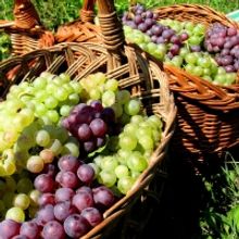 Organic SICILIAN WINES Represent the Beautiful Region with Style