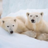 Disneynature Reveals New Conservation Initiative as Disney+ Debut of POLAR BEAR Appro