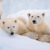 Disneynature Reveals New Conservation Initiative as Disney+ Debut of POLAR BEAR…
