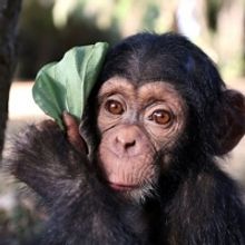 BBC Two Announces BABY CHIMP RESCUE