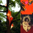 Kaatsbaan Cultural Park to Present Sixth Annual Visual Arts Exhibition EARTHLY DELIGHTS Photo