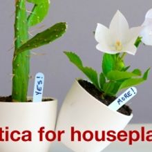 Review: EROTICA FOR HOUSEPLANTS at Mixed Blood Theatre