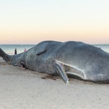 Adelaide Festival Presents WHALE This Weekend