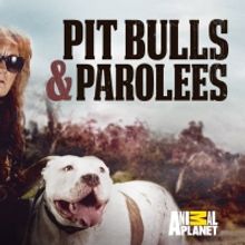 PIT BULLS & PAROLEES Returns to Animal Planet This October