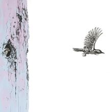 Catalina Museum for Art & History to Present Sarah Kaizar: RARE AIR