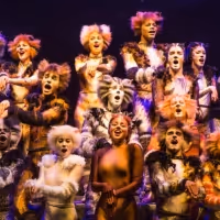 BWW Flashback: Celebrate CATS' Anniversary With a Look Back at its History