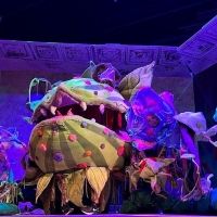 BWW Review: LITTLE SHOP OF HORRORS at University Of Central Arkansas Theatre