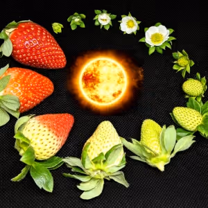 Tilted Axes to Perform Strawberry Solstice For Make Music New York