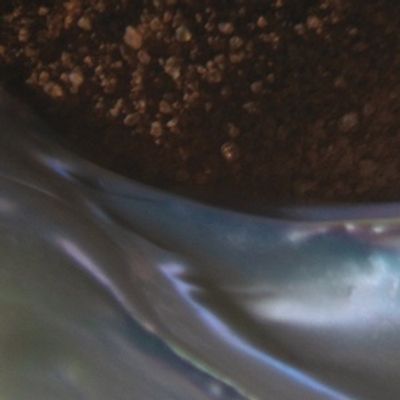 WATERBODIES: Charlotte Greve to Release New Album Via New Amsterdam