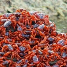 Canberra's The Street Theatre Will Show Helen Machalias' New Play BARREN GROUND Onlin