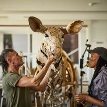 LA ESTAMPIDA inicia su viaje contra el cambio climático y llegará a España en juni