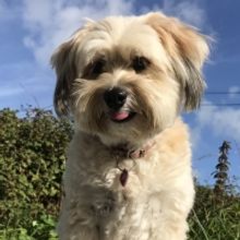 Four-Legged Opera Star Will Take The Grand Theatre Stage in LA BOHEME