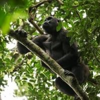 Smithsonian Channel Announces ISLE OF CHIMPS and GORILLAS OF GABON