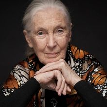 Jane Goodall Is Coming To The Fisher Theatre in September