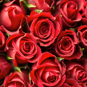 9 Cabaret Shows and Concerts to Celebrate Valentine’s Day 2025