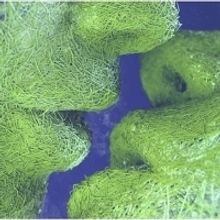 BWW Review: THESE STUPID THINGS - A Sensitive Study of Love & Medicine at Smock Theat