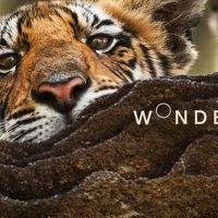 BBC America Announces the Launch of Micro-Net WONDERSTRUCK Video