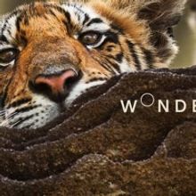 BBC America Announces the Launch of Micro-Net WONDERSTRUCK