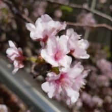 Student Blog: Interesting facts about the Musical theater in Two Different Countries