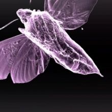 Artist Redell Olsen Collaborates With Scientists And Singers On DARE Prize Commission