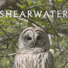 Photos: SHEARWATER Releases New Single LIGHT GOVERNANCE on Bandcamp